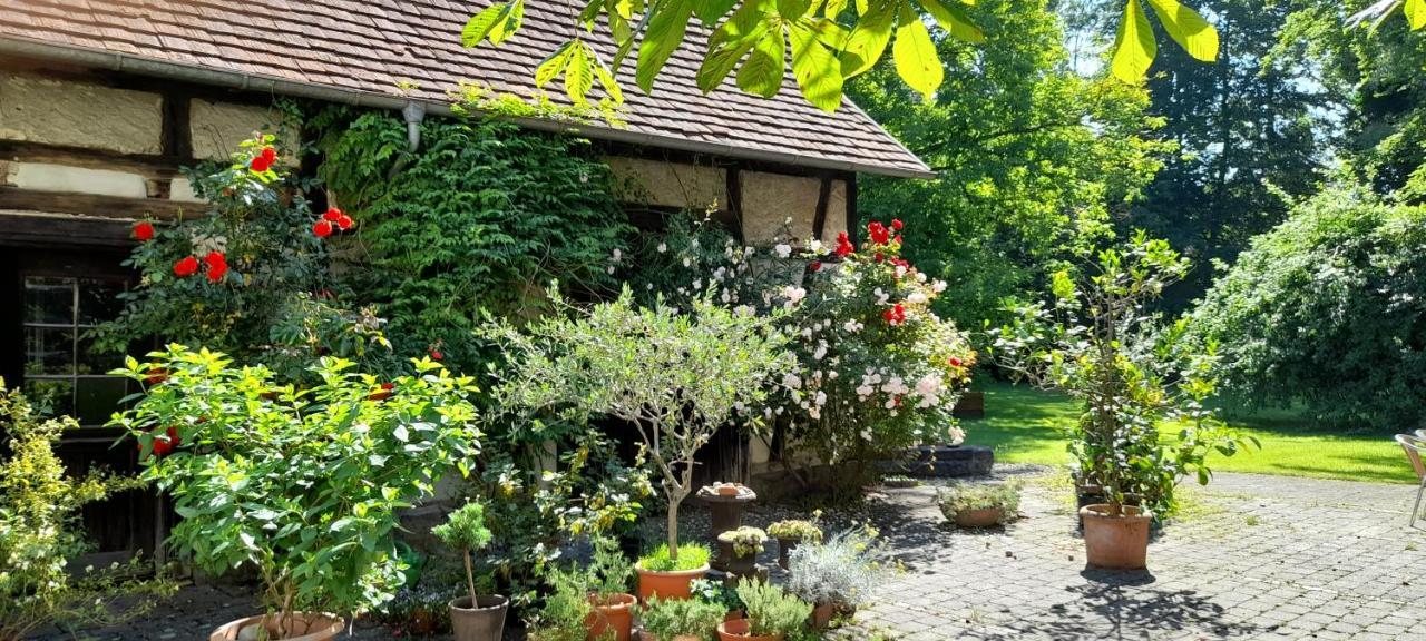 Villaflora Gaestehaus Riedlingen Extérieur photo
