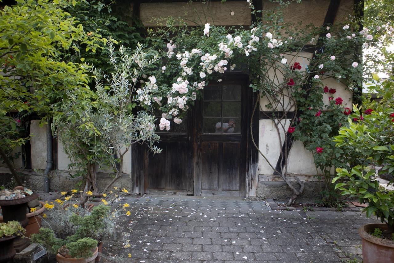 Villaflora Gaestehaus Riedlingen Extérieur photo